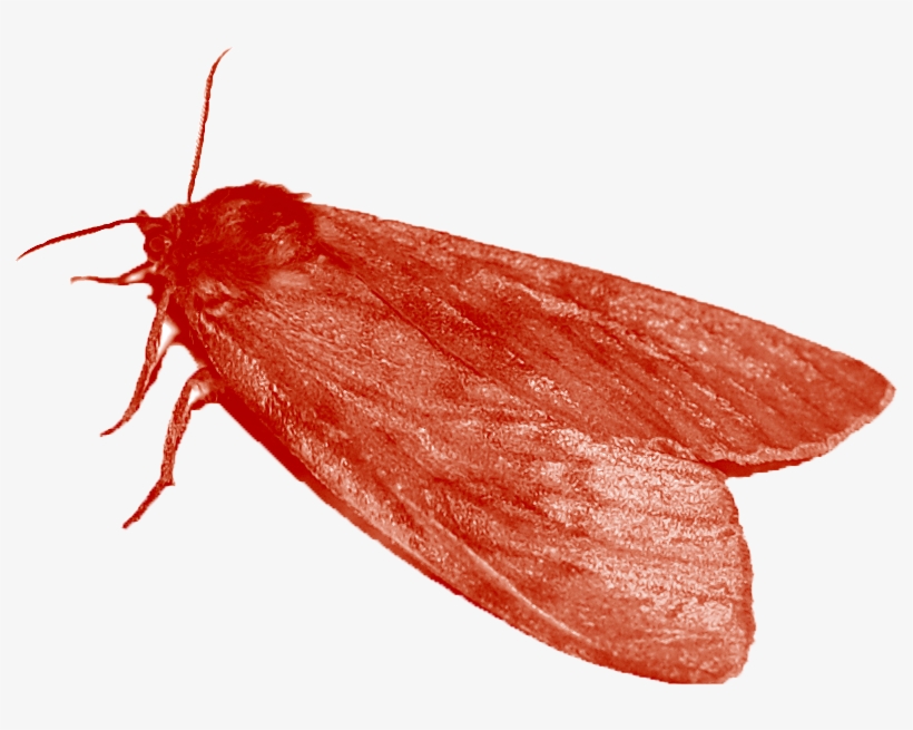 Ladybugpng - Mol, transparent png #7919055