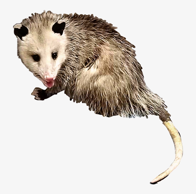 Opossum Possum Animal Creature Critter Rodent Yuck - Common Opossum