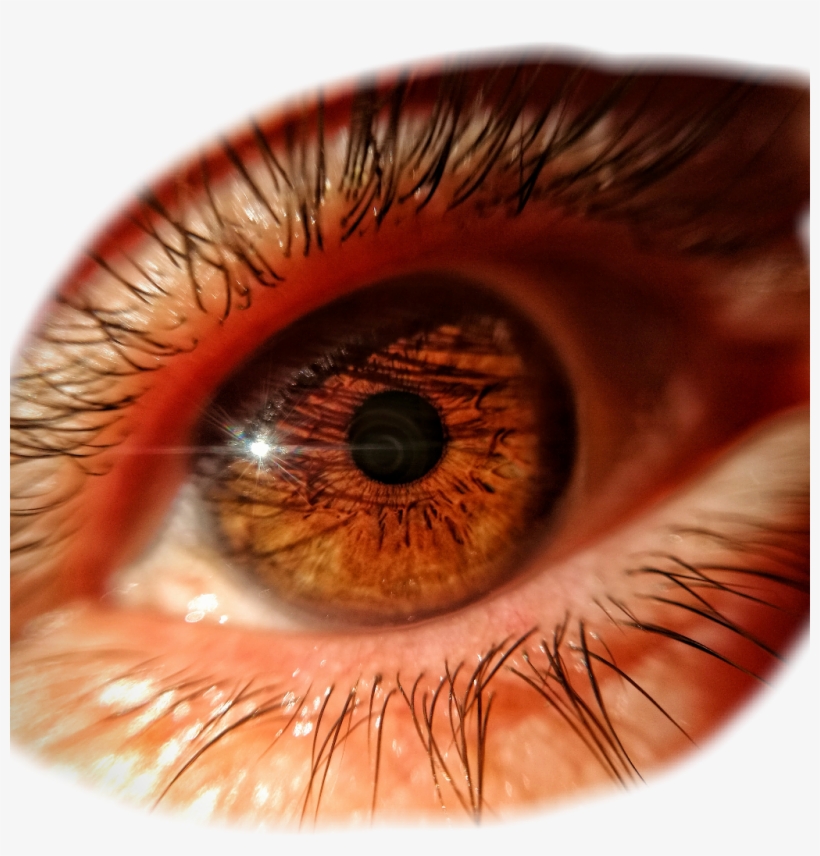Close-up, transparent png #7919752