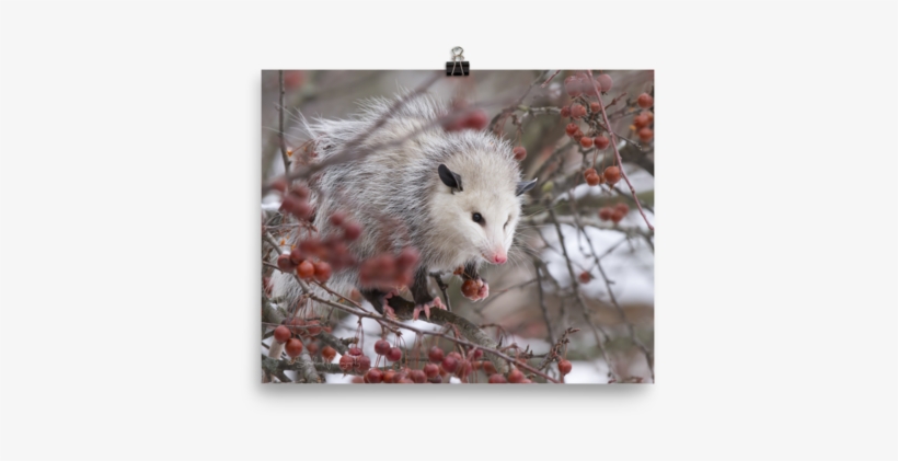 Snowpossum ☆ Poster - Possum, transparent png #7919794