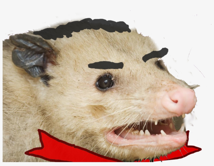 Robert Moran - Let's Eat Trash And Get Hit, transparent png #7920547