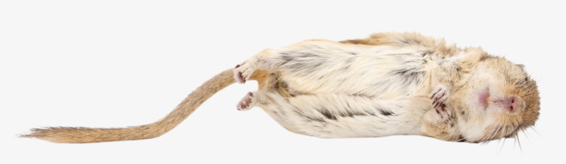 Animal-1239249 Clip - Hamster, transparent png #7920898