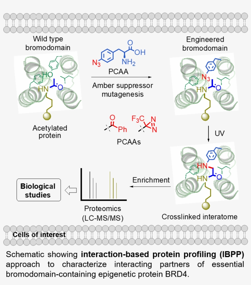In Order To Respond To Fluctuating Developmental And - Mazatlán, transparent png #7921001