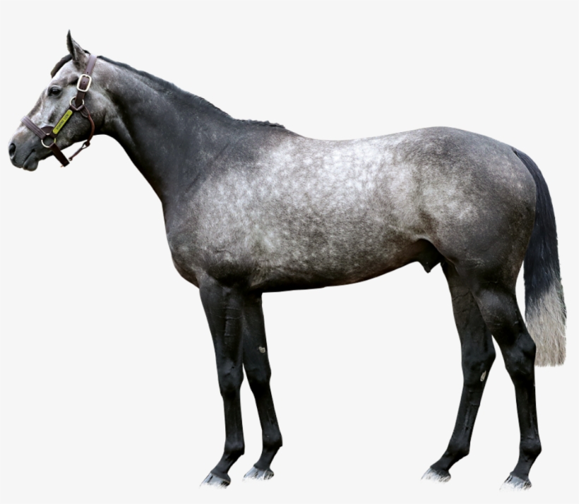 Roaring Lion Foreground - Horse Blankets & Sheets, transparent png #7921146