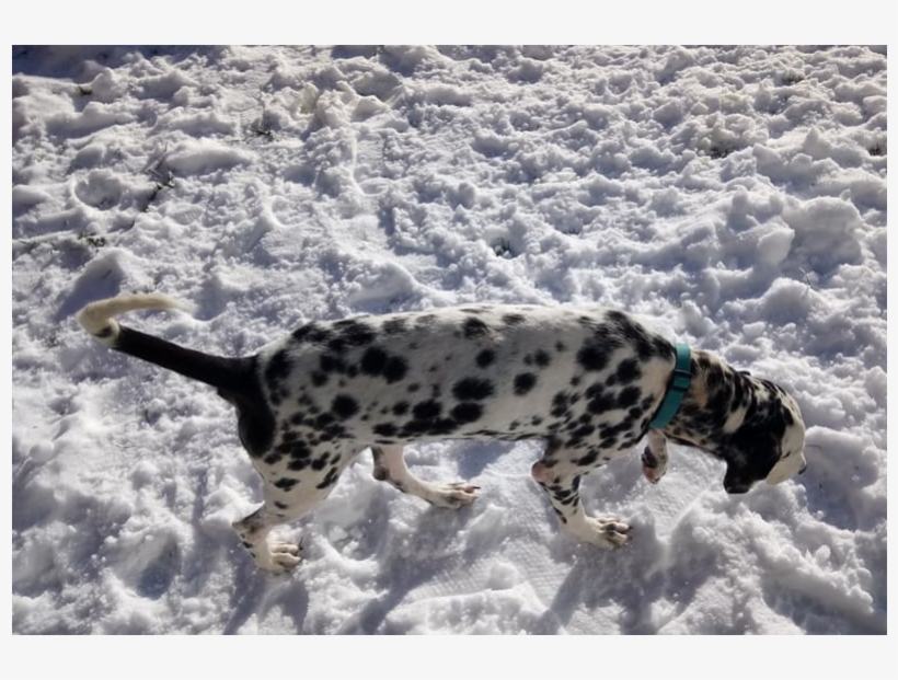 Adult Rate - Snow, transparent png #7921545