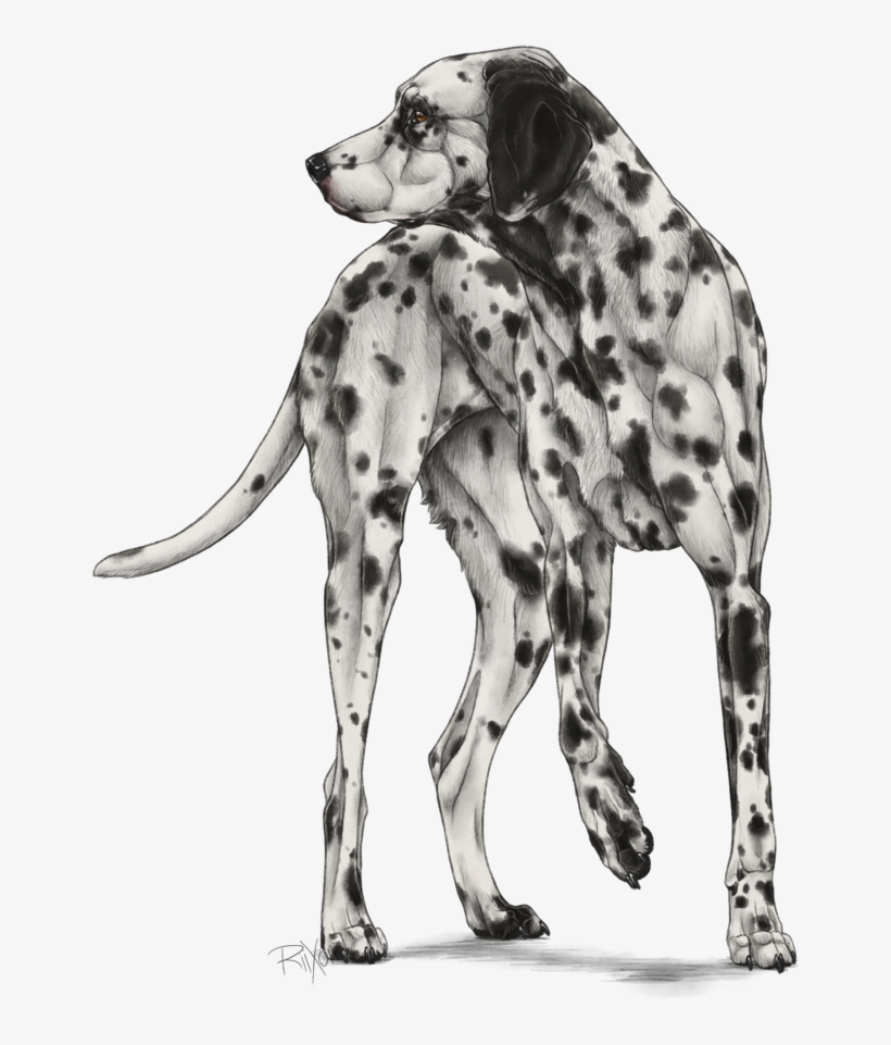 Dalmatian, transparent png #7921891