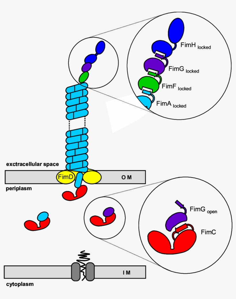 Pilus Subunits Enter The Periplasm Via The Sec Pathway - Diagram, transparent png #7924634