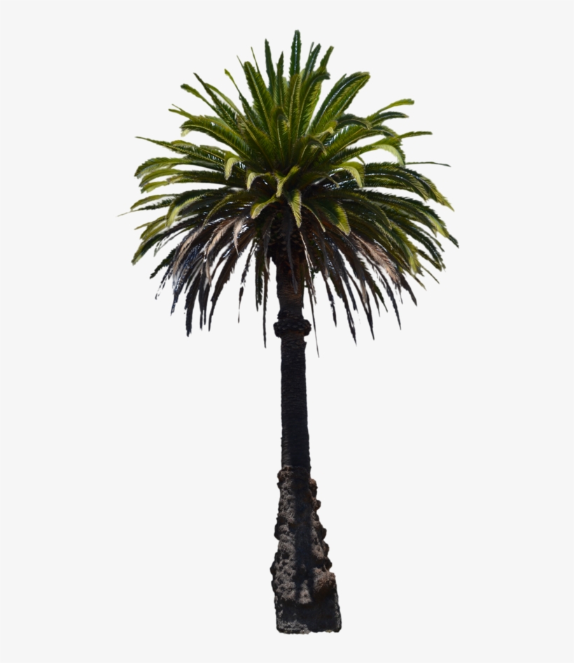 Palmtree Png - Palm Trees, transparent png #7925827