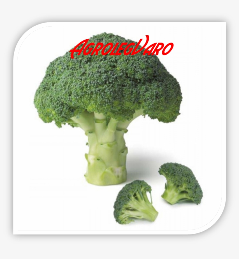 Seminte De Broccoli Agassi F1 - Sprouting Broccoli, transparent png #7927491