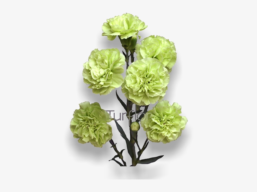 Brocoli - Artificial Flower, transparent png #7927760