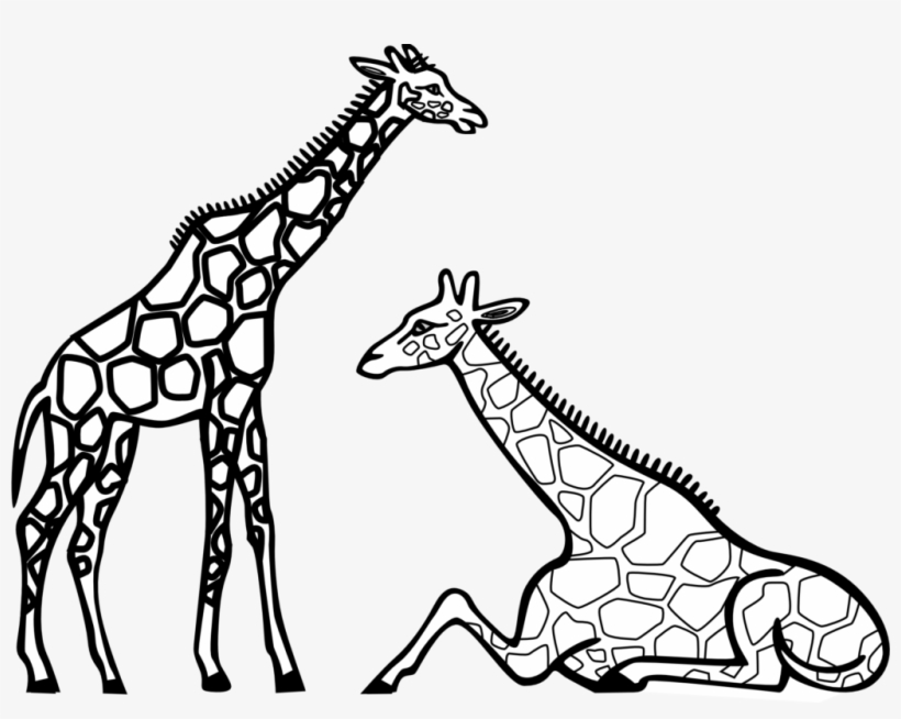 Child Clipart Black And White Elephant Clipart - Colouring Picture Of A Giraffe, transparent png #7929972