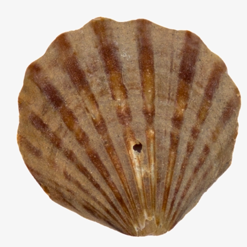 Jinwen Conch Transparent Decorative - Shell, transparent png #7932611