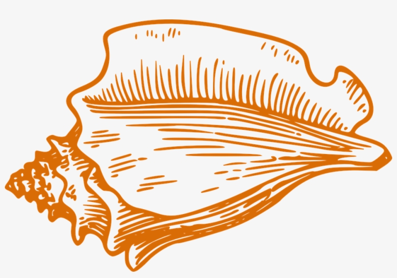 Shell Conch Orange - Clip Art Conch Shell Png, transparent png #7932707