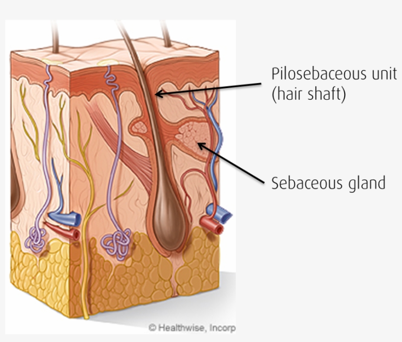 Normal Flow Of Oil From Your Sebaceous Glands To Reach, transparent png #7933429