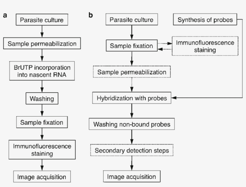 General Outline Of The Brutp Transcription And Fish - Number, transparent png #7933573