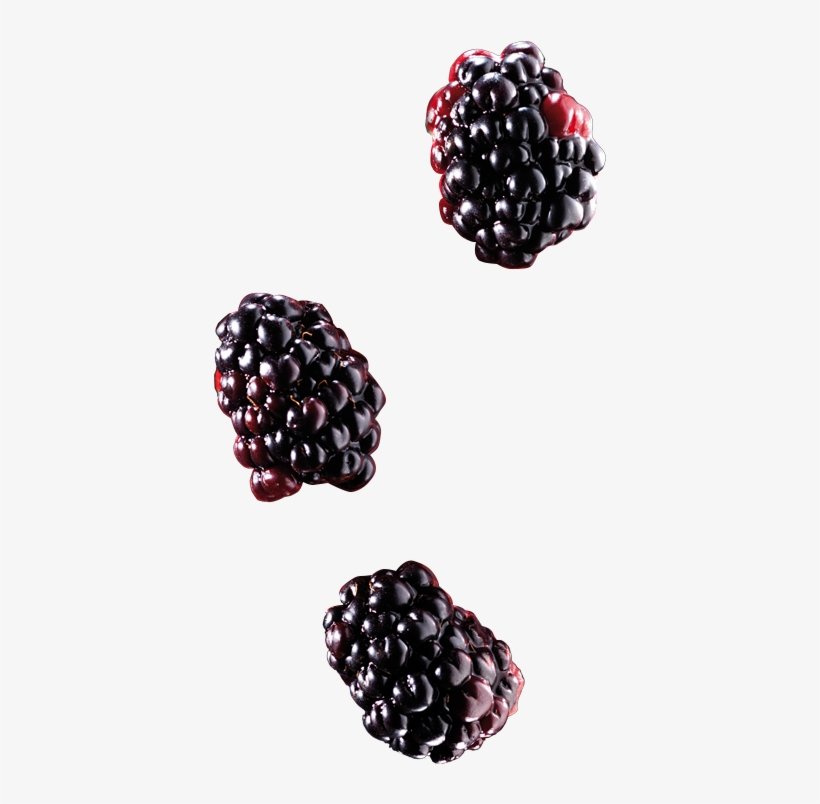 Blackberry, transparent png #7933668
