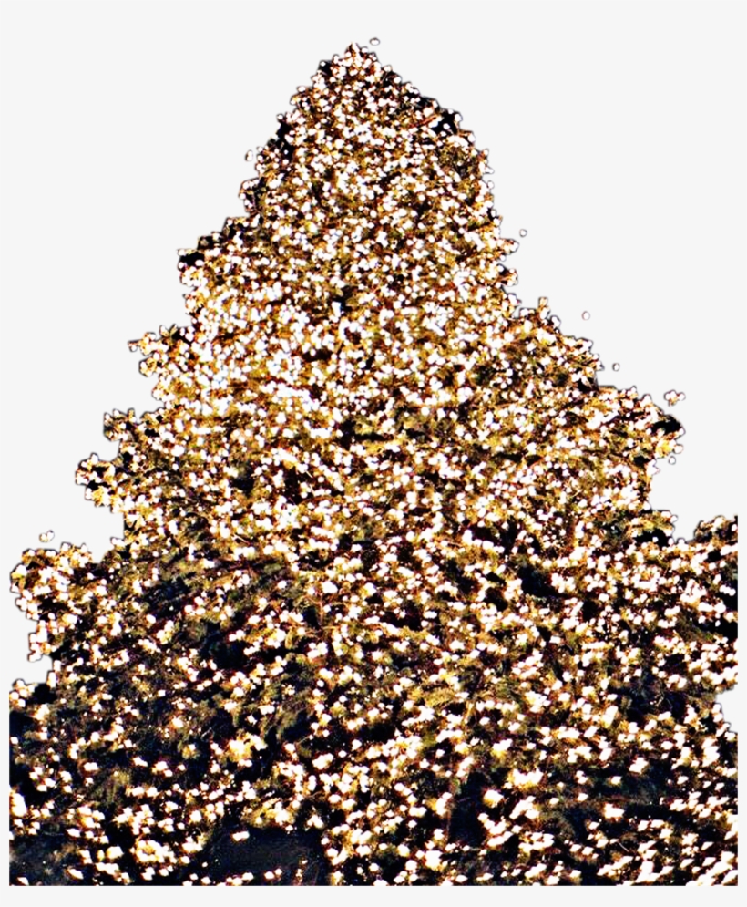 Christmas Tree Lights Christmastree Freetoedit - Christmas Tree, transparent png #7933993