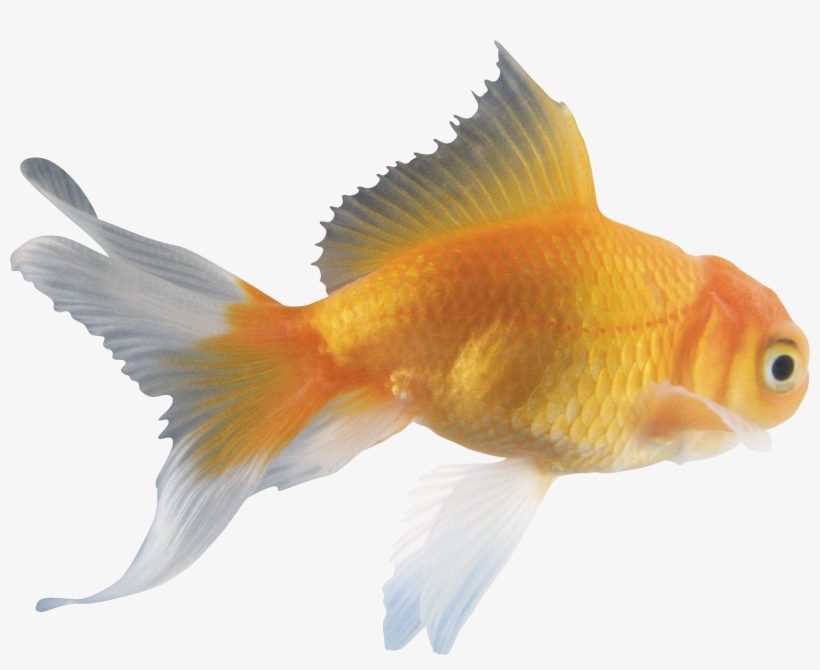 It S Okay You Don T Have - Fish Png, transparent png #7934181