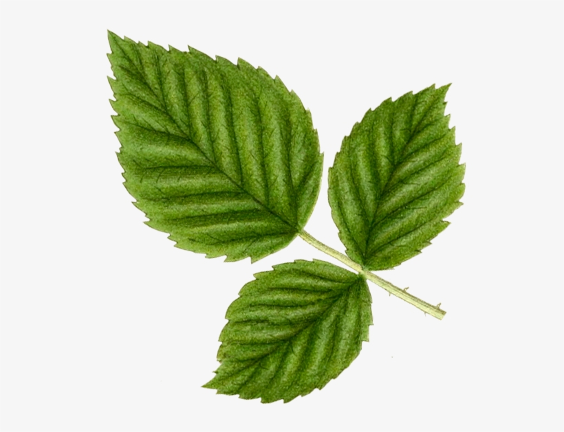 Blackberry, The Black Jewel - Ulmus Alata, transparent png #7934228