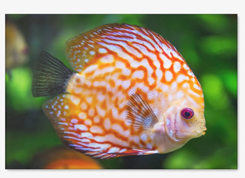 Orange Discus Fish Canvas Art Stunning Design In Sizes - Discus Fish, transparent png #7934650