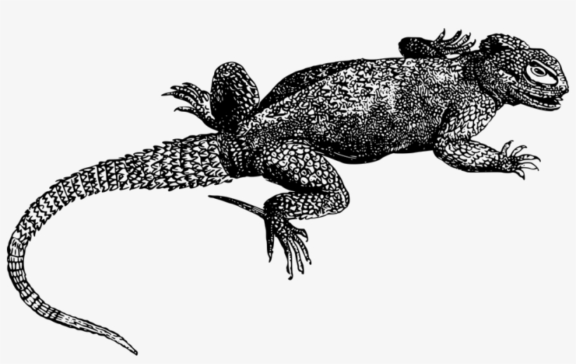Download Lizard Png Transparent Images Transparent - Lagartos Pintados, transparent png #7934995