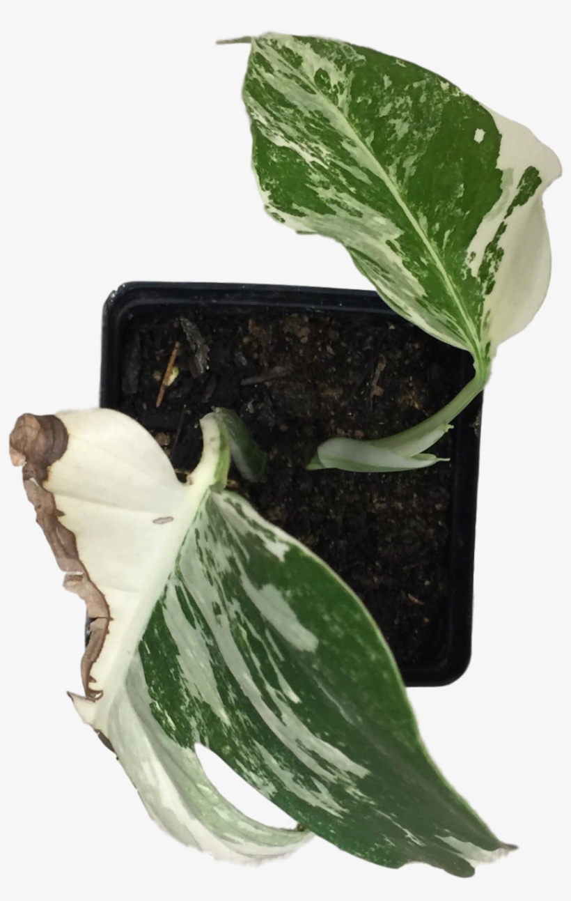 Monstera Deliciosa ' - Arum, transparent png #7935762