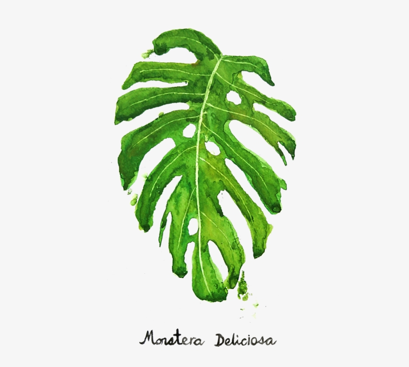 Bleed Area May Not Be Visible - Monstera Deliciosa Painting, transparent png #7936193