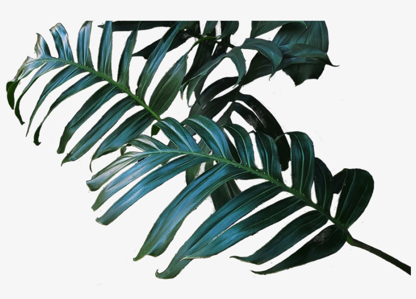 We Are Canada's Largest And Most Trusted Replica Botanical - Pond Pine, transparent png #7936659