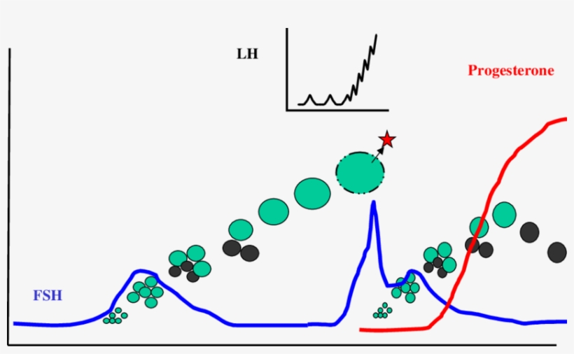 Cartoon Of Plasma Fsh, Lh, And Progesterone Concentrations - Lh Fsh Cartoon, transparent png #7937030