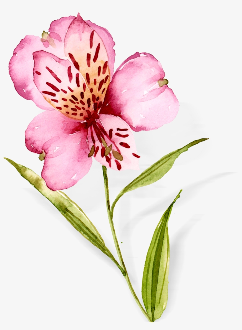 Watercolor Flowers Hand Drawn Orchids Png And Psd - Peruvian Lily, transparent png #7937369