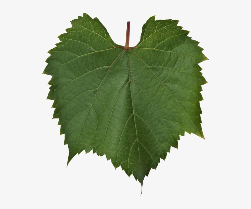 Vine Leaf - Maple Leaf, transparent png #7937897