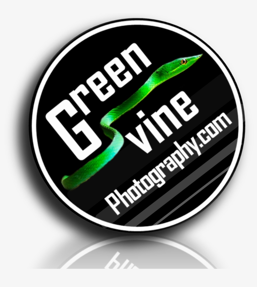 Green Vine - Kelly Preston Sky High, transparent png #7937979