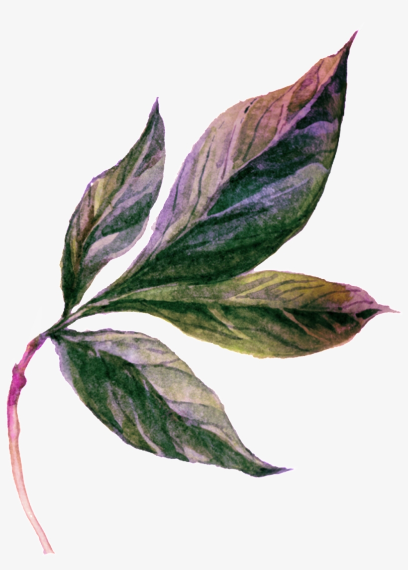 Cartoon Leaf Vector - Lobelia, transparent png #7938022