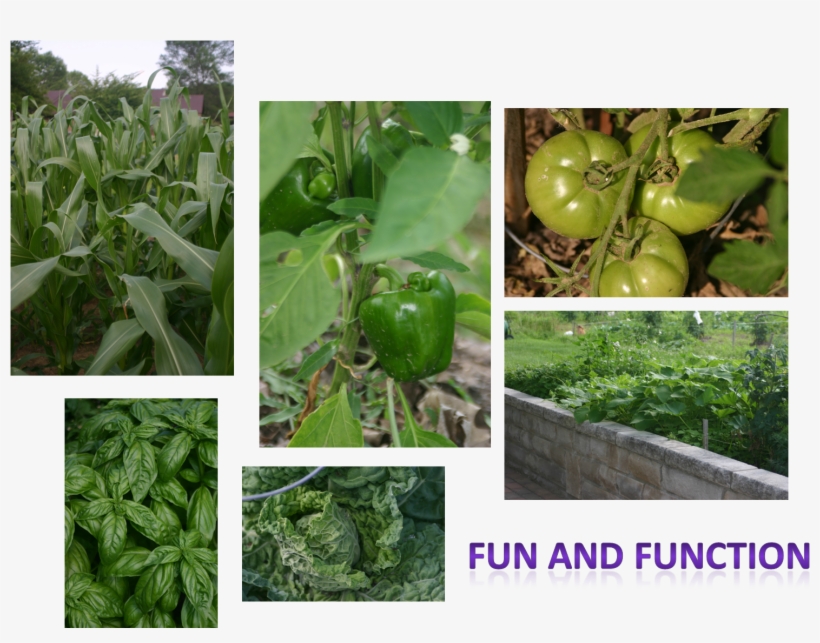 Team Home And Garden - Cash Crop, transparent png #7940808