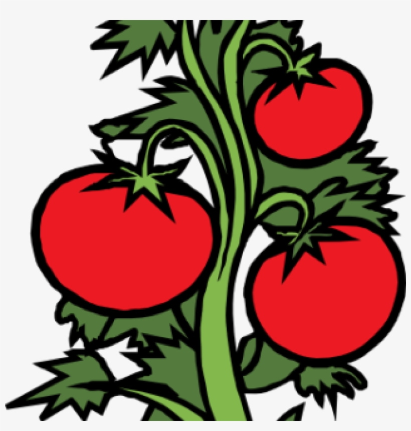 Vegetable Garden Clip Art Vegetable Garden Clipart - Drawing Of Tomato Plant, transparent png #7940976