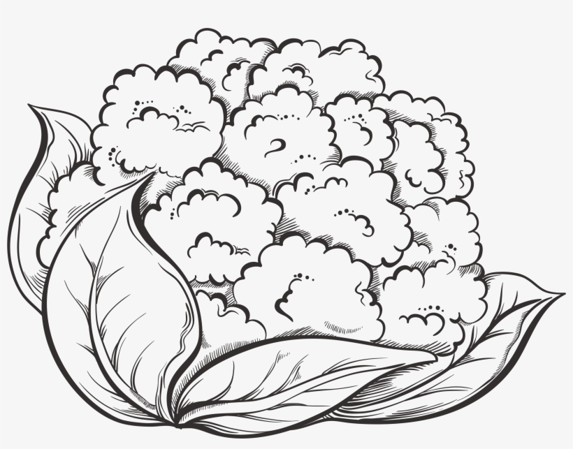 Cauliflower Drawing Dot - Cauliflower Drawing, transparent png #7940978