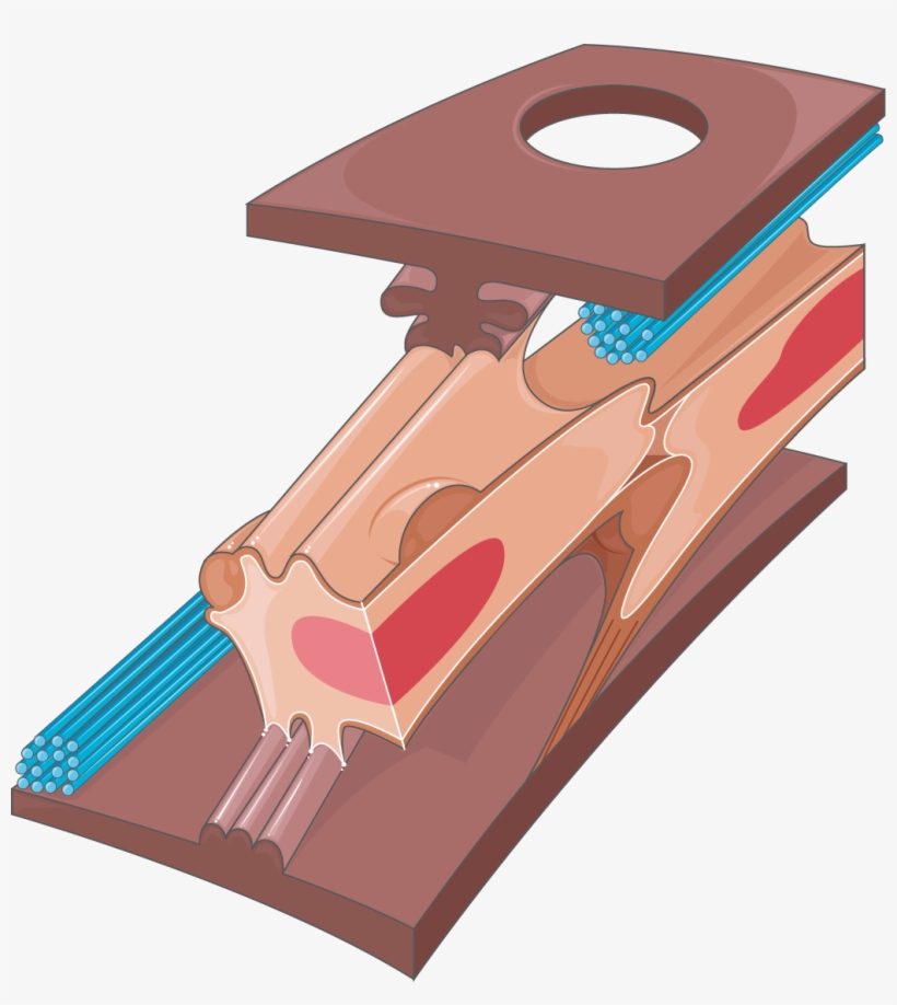 Download The Image - Plywood, transparent png #7943014