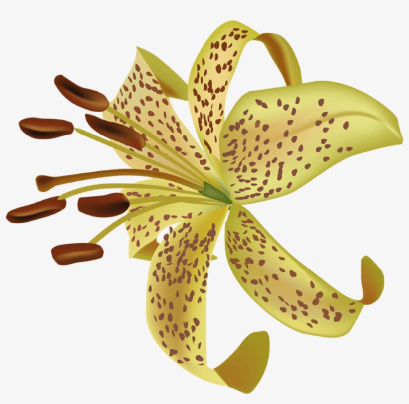 Free Png Download Exotic Flower Transparent Png Images - Flower Exotic Png, transparent png #7944112