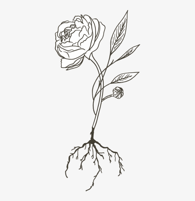 F L O U R I S H - Rose, transparent png #7944376
