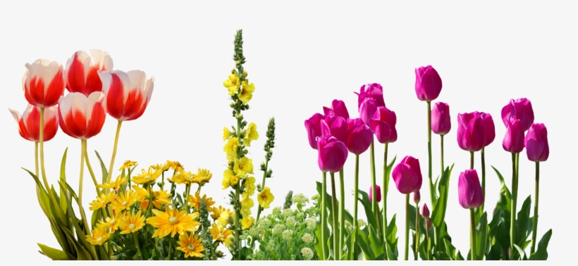 Tulips Spring Flowers Flower Bed Plant Nature - Transparent Spring Flowers, transparent png #7945800