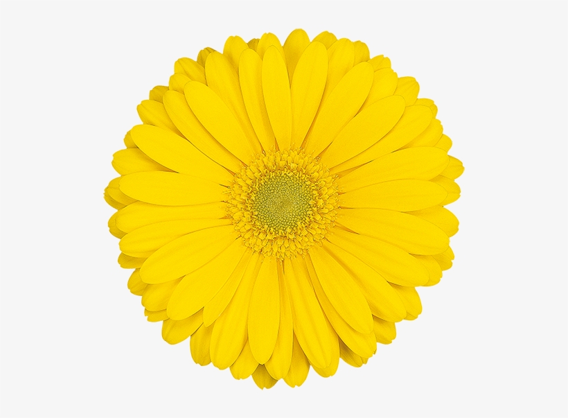 Florist Holland - Bellini Restaurante Logo, transparent png #7945853