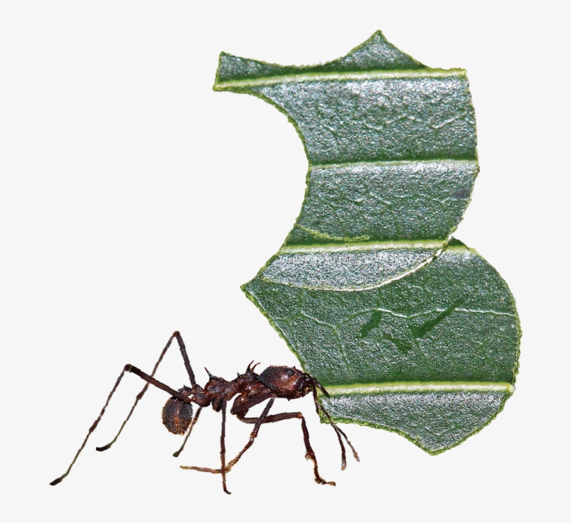 Screen Shot 2017 04 20 At - Carpenter Ant, transparent png #7945918