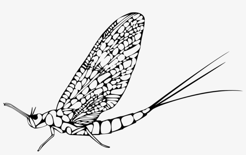 Download Png - Éphémère Insecte, transparent png #7946228