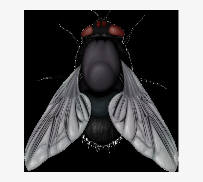 Check Out The Complete Collection Of Insect Free Png - Portable Network Graphics, transparent png #7946553