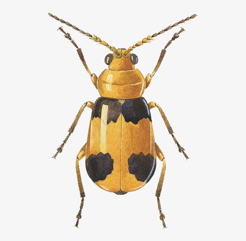 Collection Managed To Iso - Soldier Beetle, transparent png #7946588