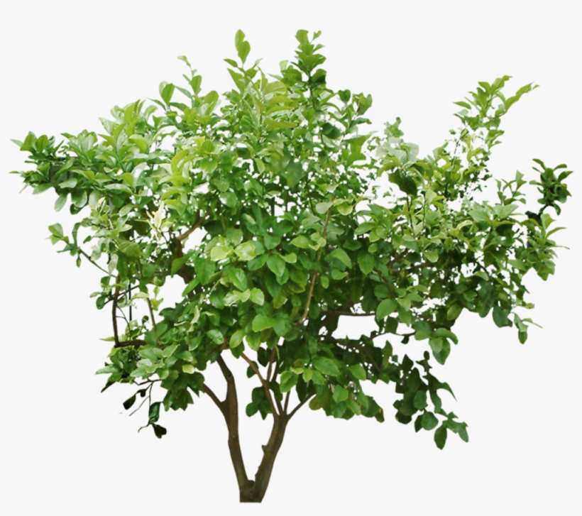 Cutout Bush - Tree Bush Png, transparent png #7948663