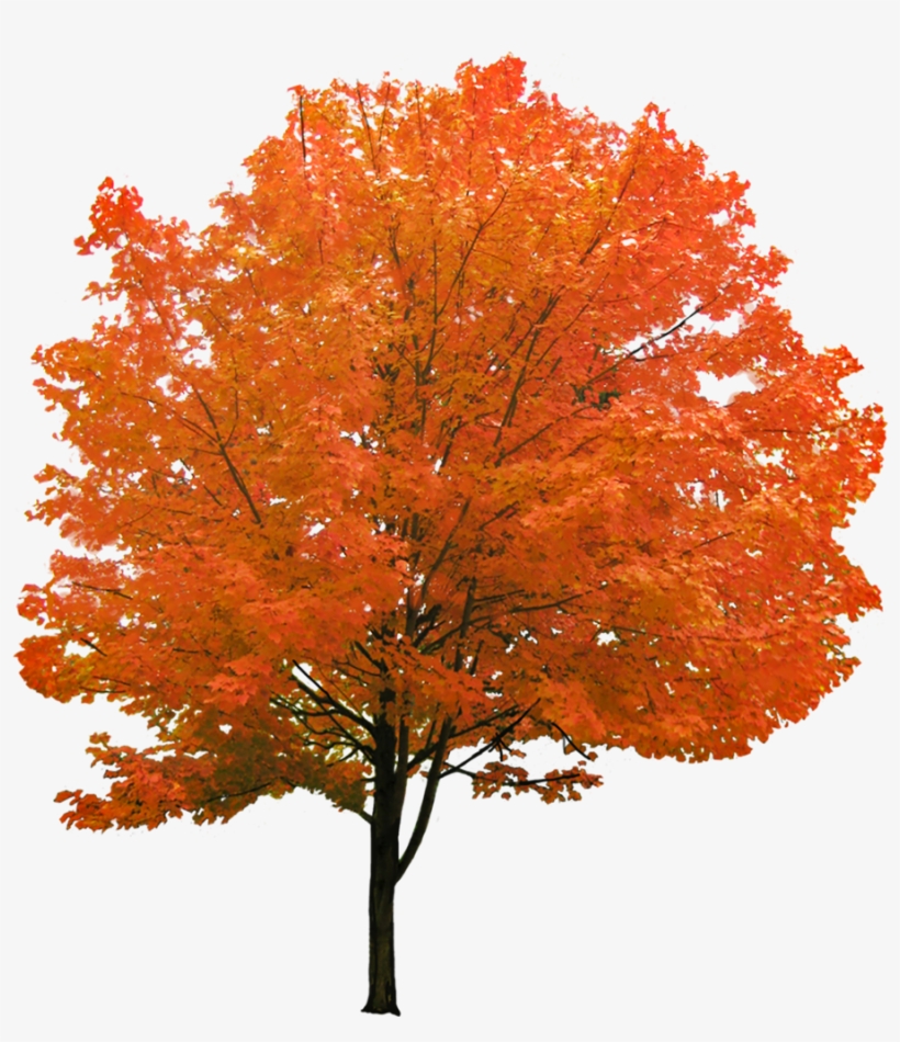 Cutout Autumn Tree - Red Maple Tree Png, transparent png #7948917