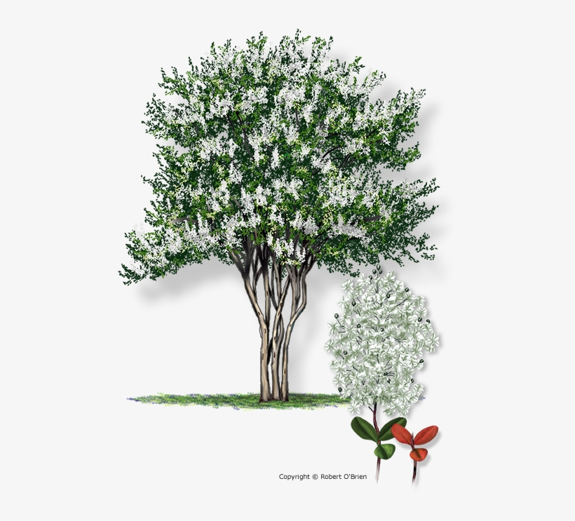 608 X 720 5 - Natchez Crepe Myrtle Png, transparent png #7949633