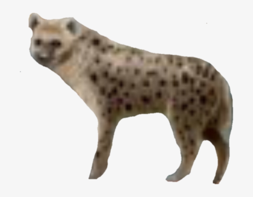 Nick - Spotted Hyena, transparent png #7950058
