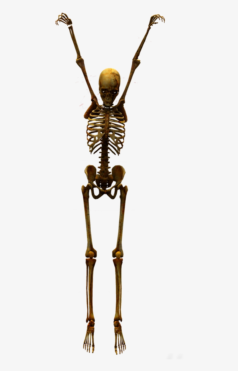 Skeleton Skull Bone - Skelleton, transparent png #7950851